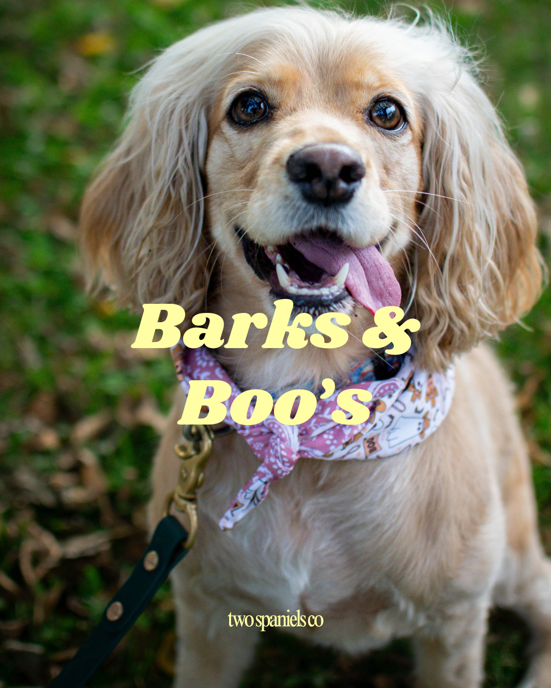 Barks & Boo's