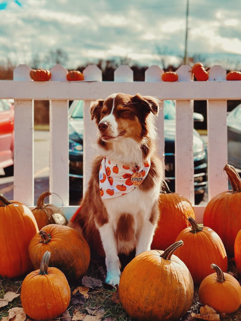 Pumpkin Picking Bandana